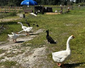 Read more about the article Best Family Farm, Short Term Rental