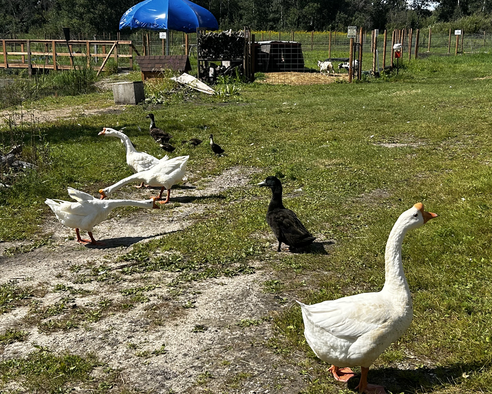 You are currently viewing Best Family Farm, Short Term Rental