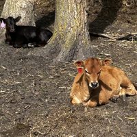 Calf resting