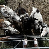 Goats feeding