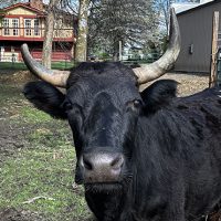 Black cow with horn